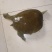 鳖1~1.5斤