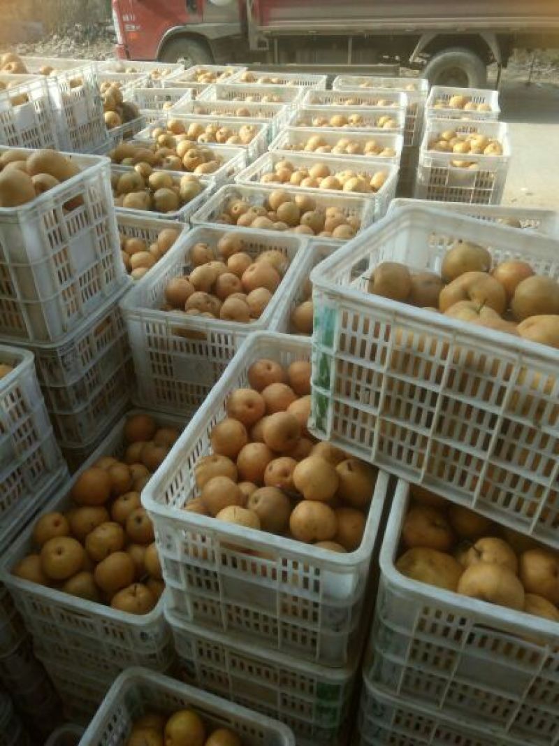 晚秋黄梨***绿色食品