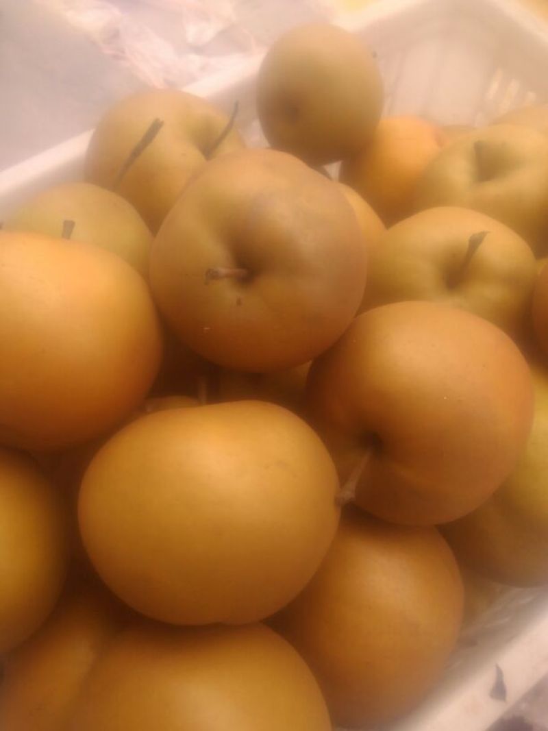 晚秋黄梨***绿色食品