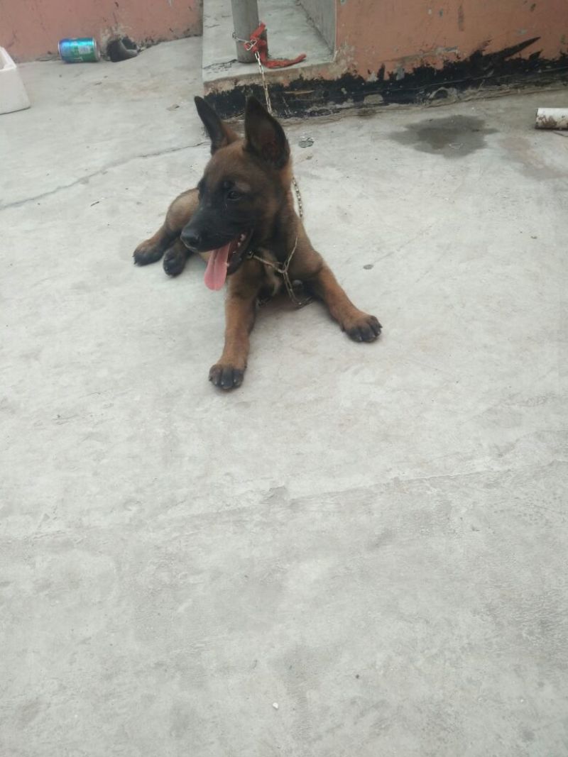 狗崽公