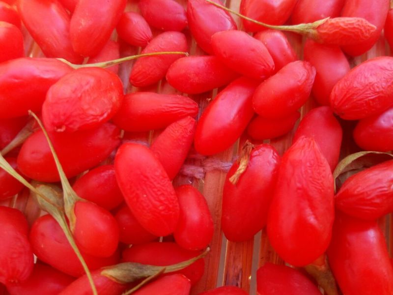 红枸杞干货二茬
