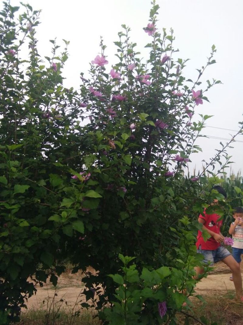 造型树