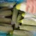 绿皮西葫芦0.4斤以上