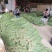 长豆角60厘米以上
