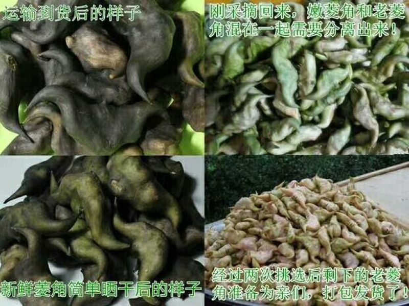 菱角家菱（目前有老菱角嫩菱角统货）