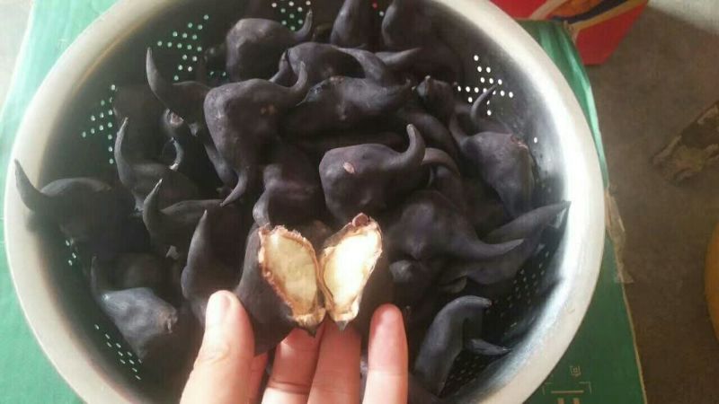 菱角家菱（目前有老菱角嫩菱角统货）