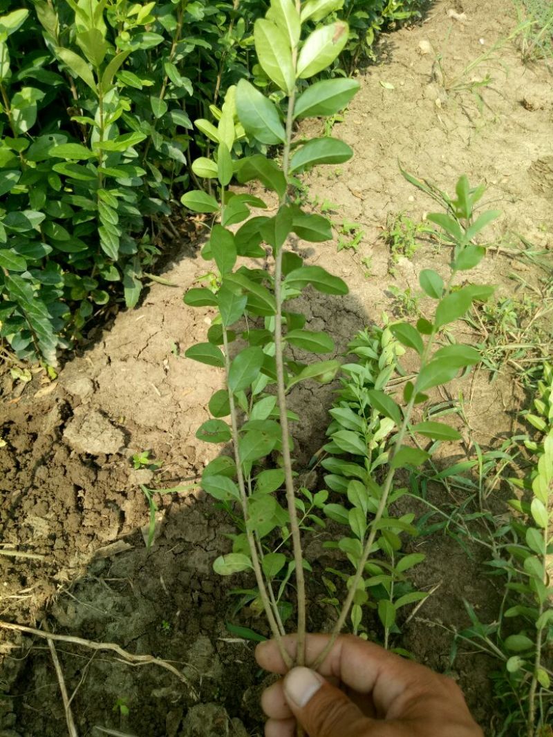 水腊苗青叶水蜡苗，工程用苗