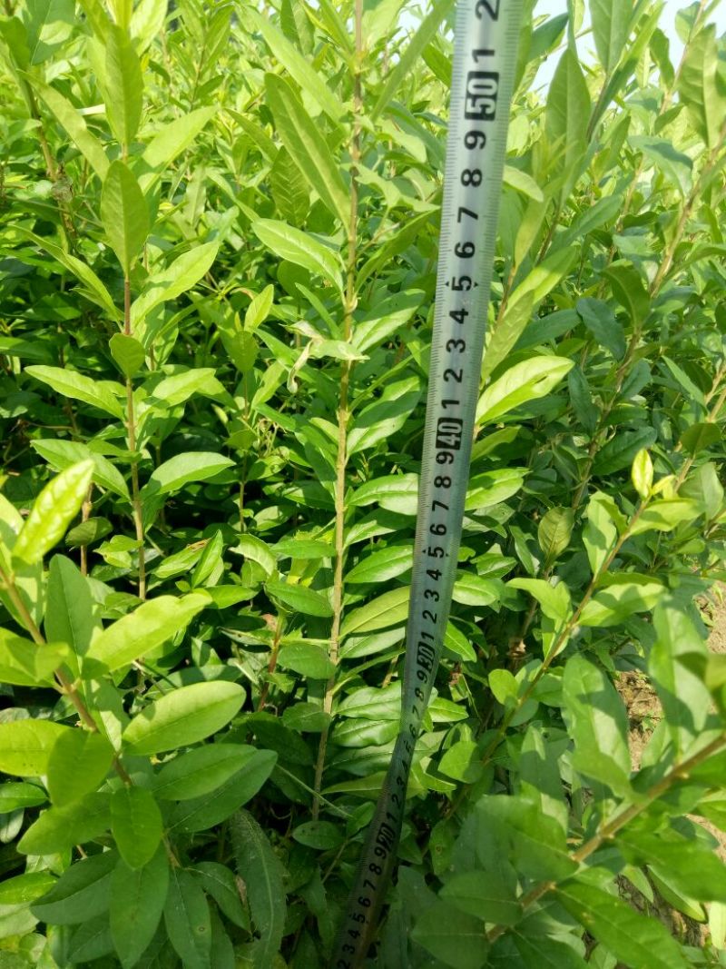 水腊苗青叶水蜡苗，工程用苗