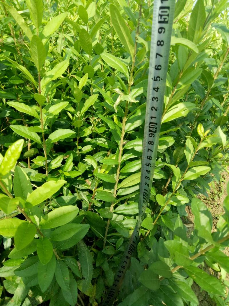 水腊苗青叶水蜡苗，工程用苗