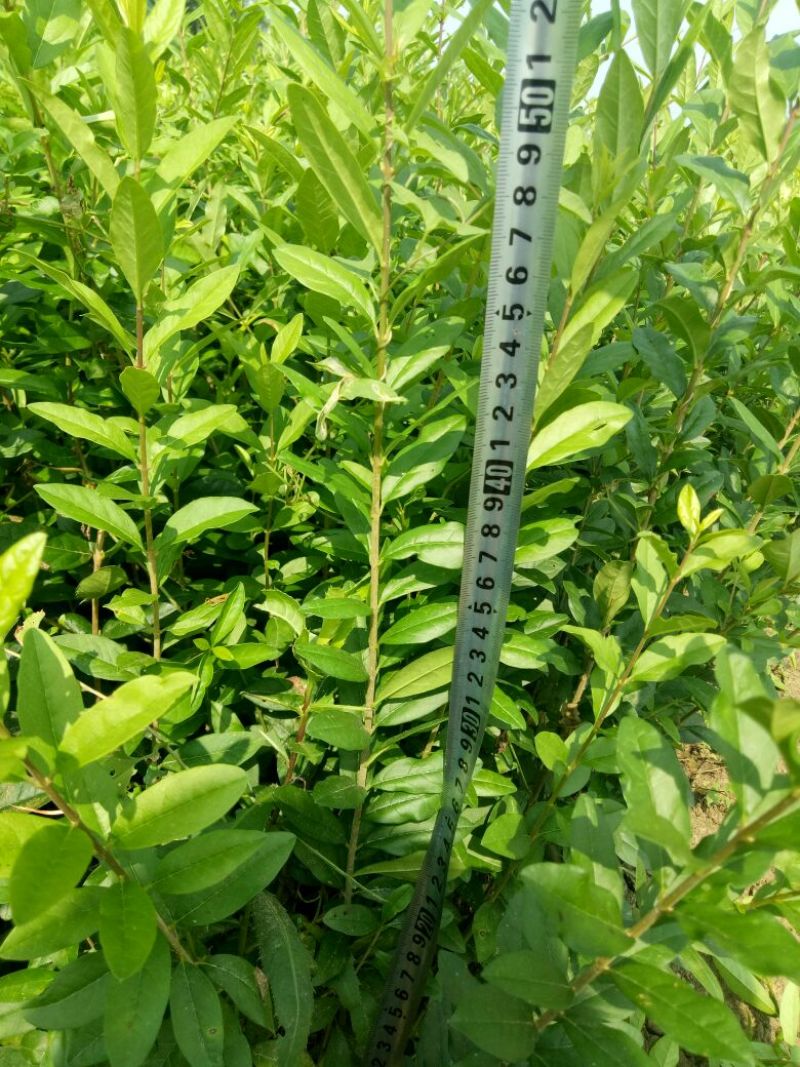 水腊苗青叶水蜡苗，工程用苗