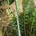 水腊苗青叶水蜡苗，工程用苗
