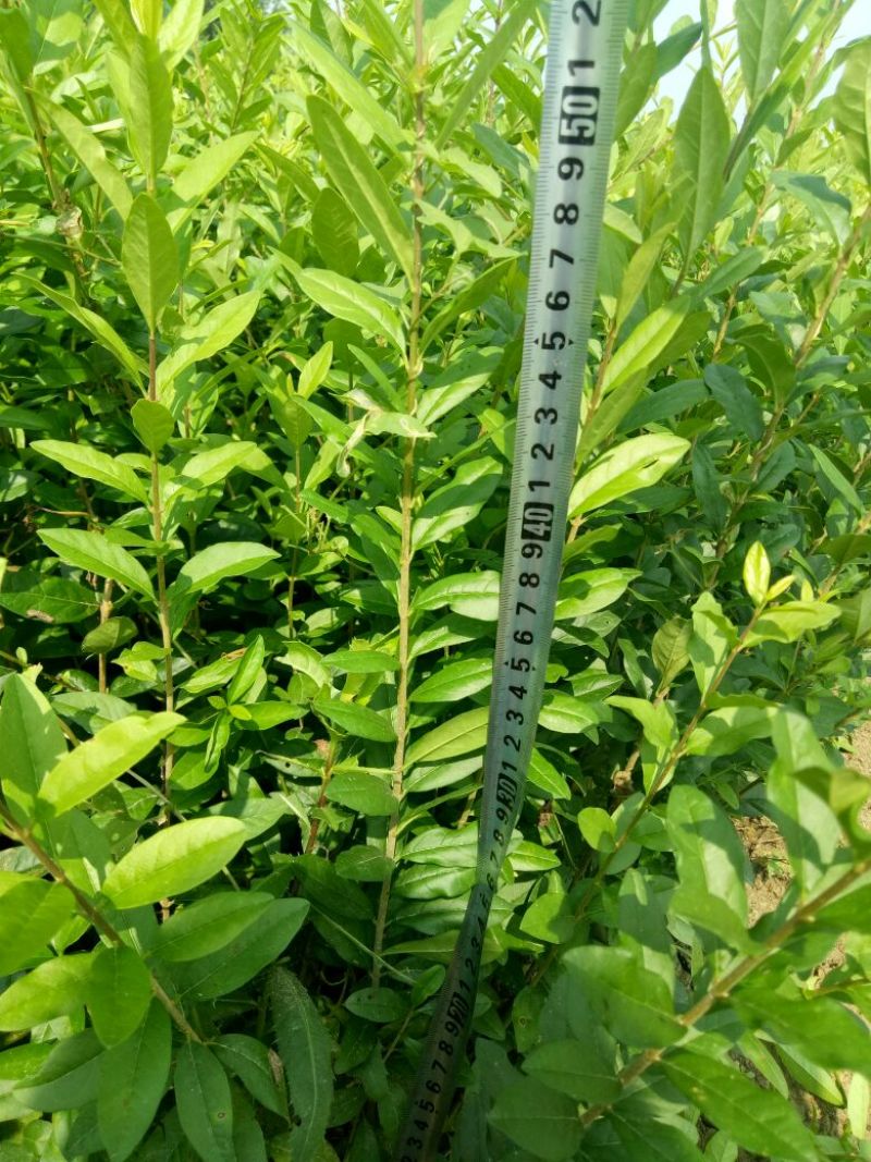 水腊苗青叶水蜡苗，工程用苗
