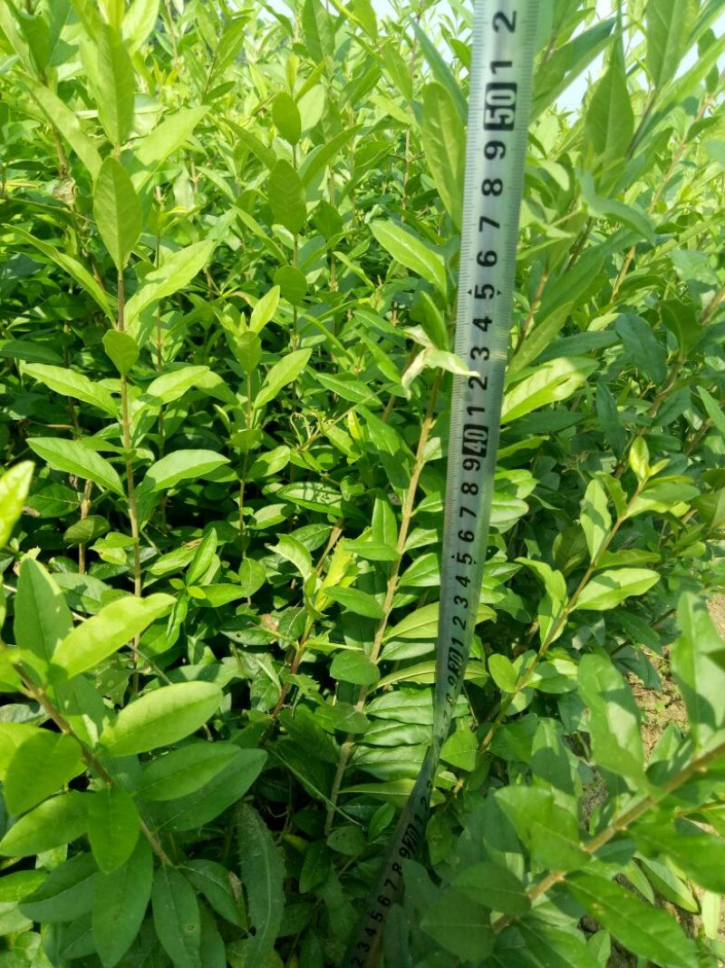 水腊苗青叶水蜡苗，工程用苗