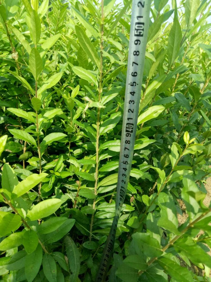 水腊苗青叶水蜡苗，工程用苗