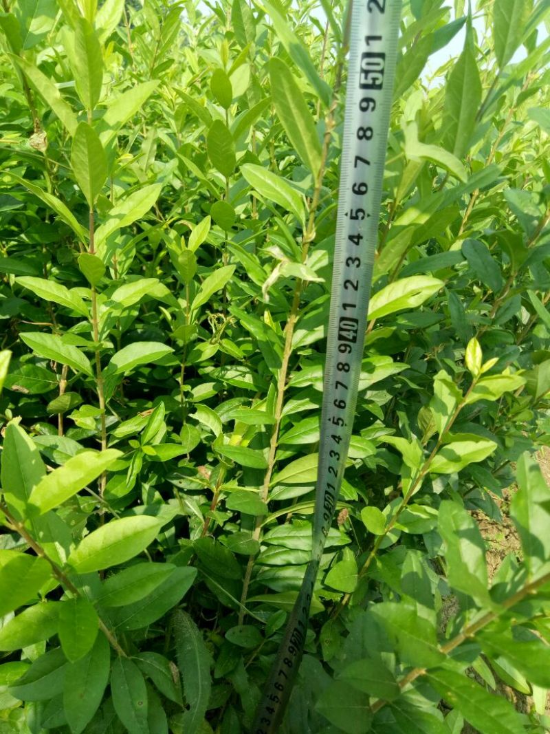 水腊苗青叶水蜡苗，工程用苗