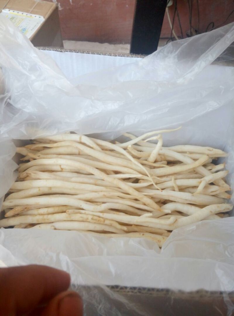 沙参人工栽培刮皮统干