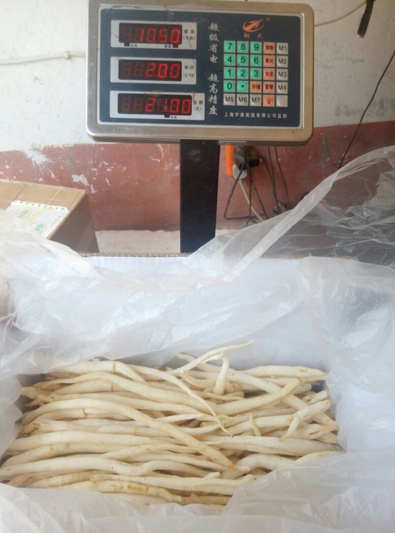 沙参人工栽培刮皮统干