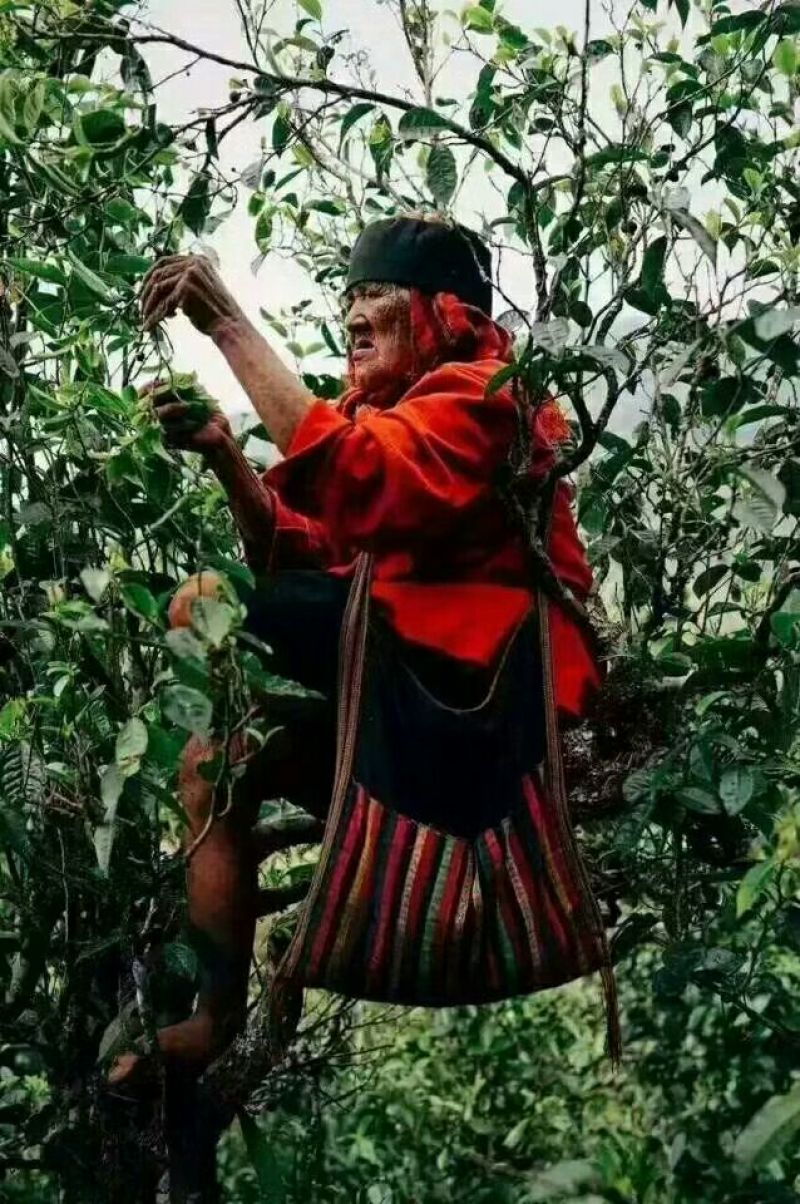 普洱茶一级