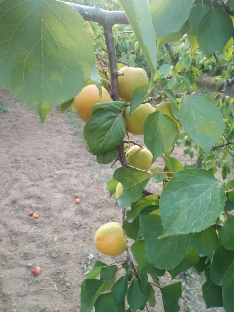 陕西金太阳杏价格