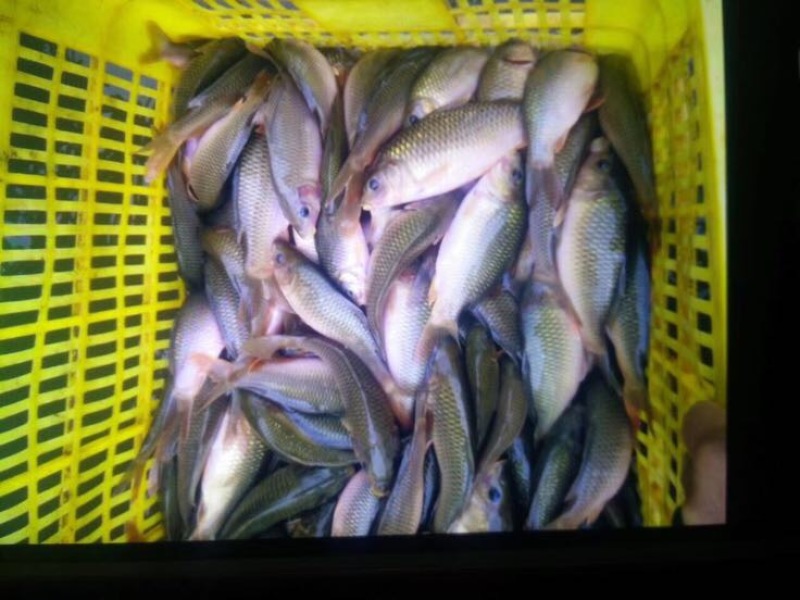 池鲤鱼2两食用