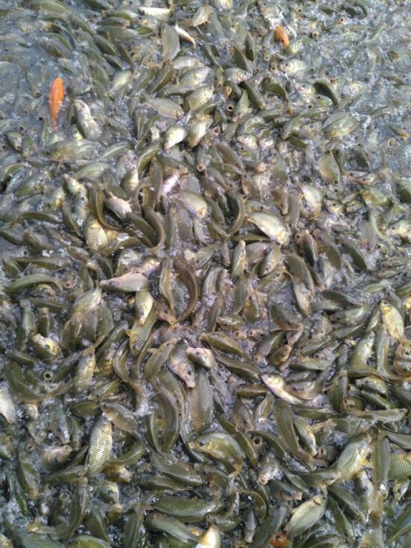 池鲤鱼2两食用