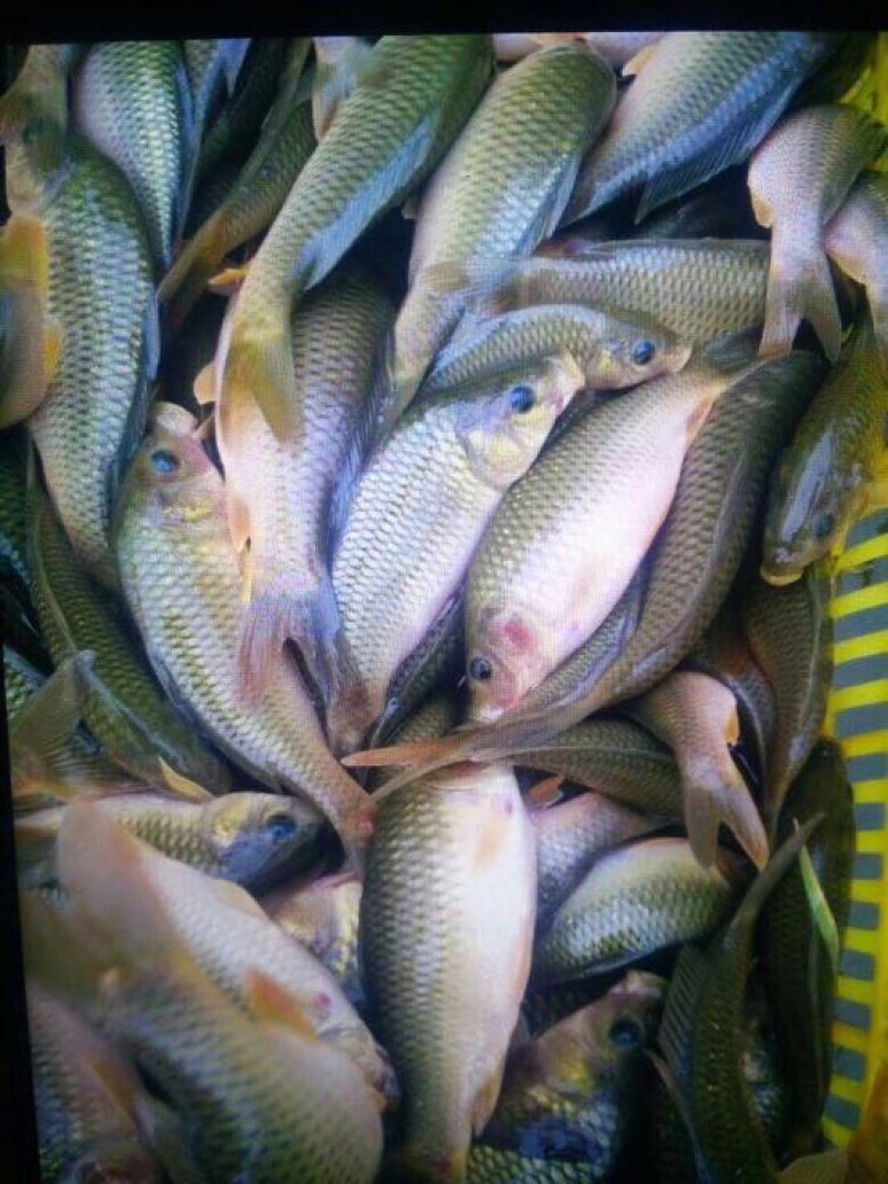 池鲤鱼2两食用