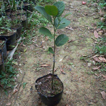 菠萝蜜苗马来西亚海南送生根粉