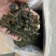 豆角豆江苏豆角切断一级