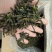 豆角豆江苏豆角切断一级