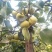 酥梨光果250~300g