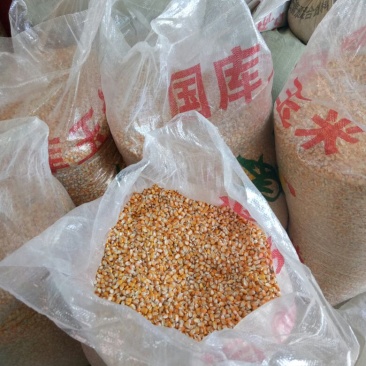 黄玉米水份14%左右