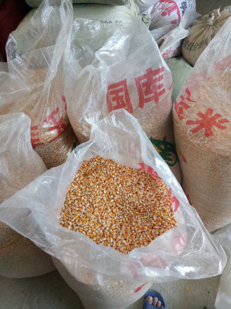 黄玉米水份14%左右