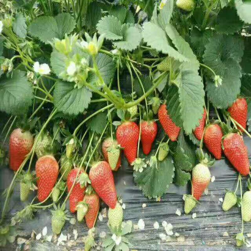 草莓苗20~30cm
