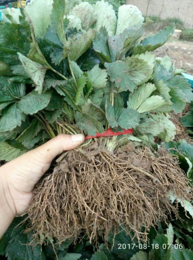 草莓苗红颜草莓苗章姬草莓苗甜查理法兰地