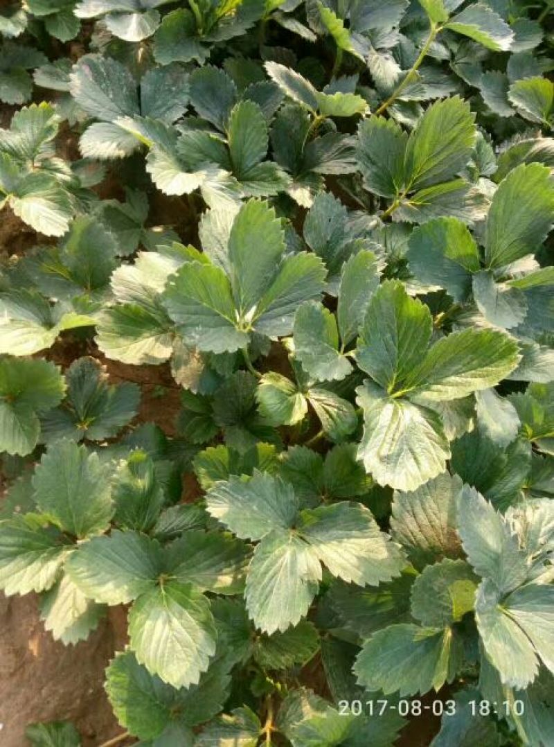 草莓苗红颜草莓苗章姬草莓苗甜查理法兰地