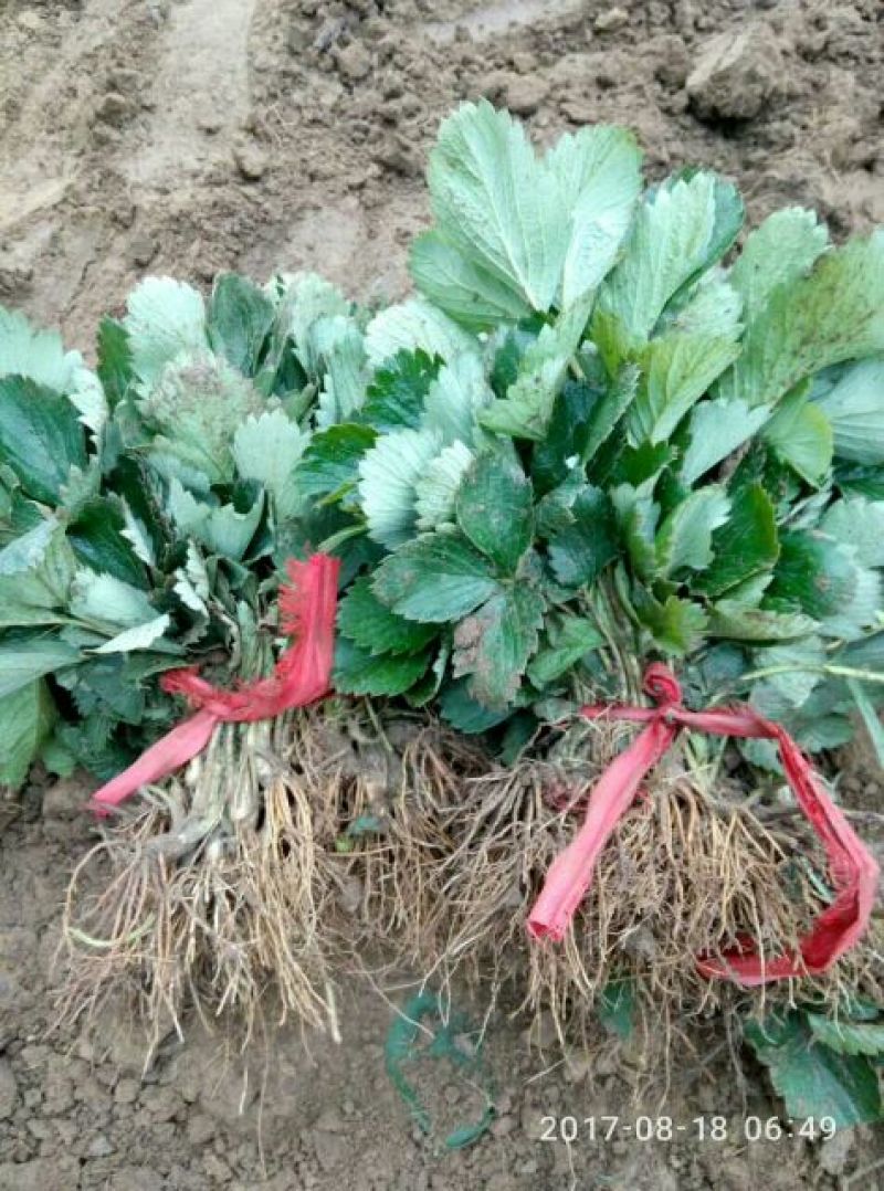 草莓苗红颜草莓苗章姬草莓苗甜查理法兰地
