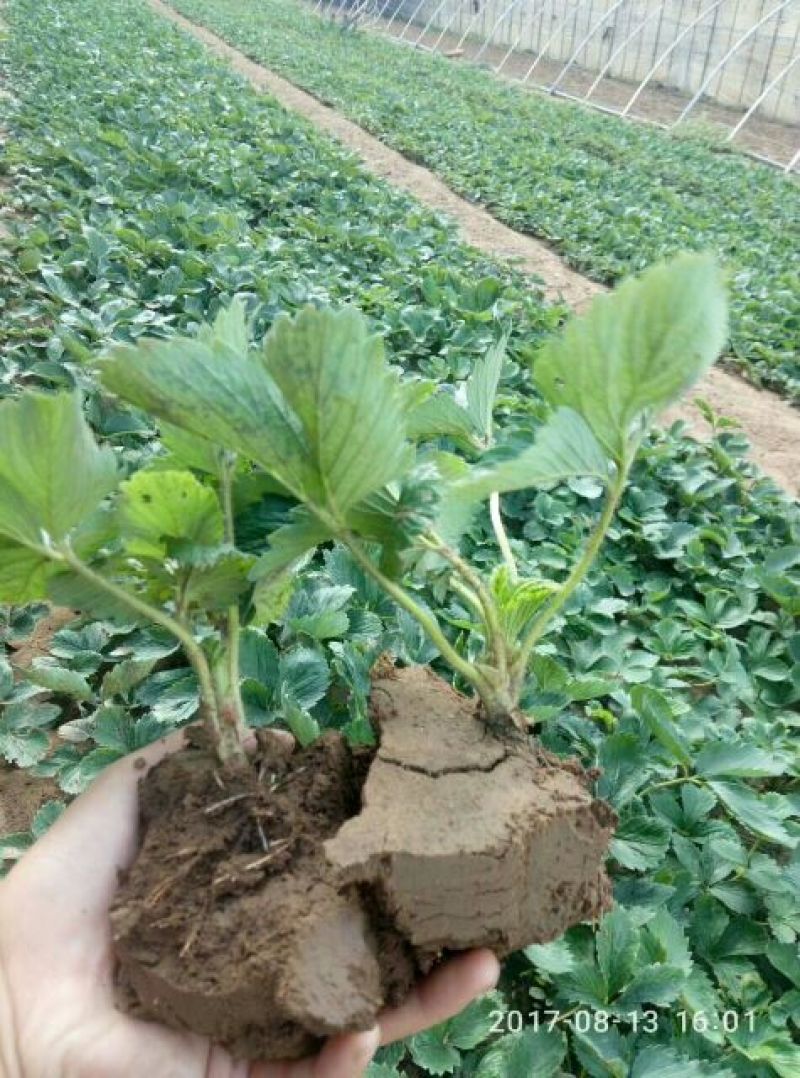 草莓苗红颜草莓苗章姬草莓苗甜查理法兰地