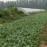 芥蓝10cm以上
