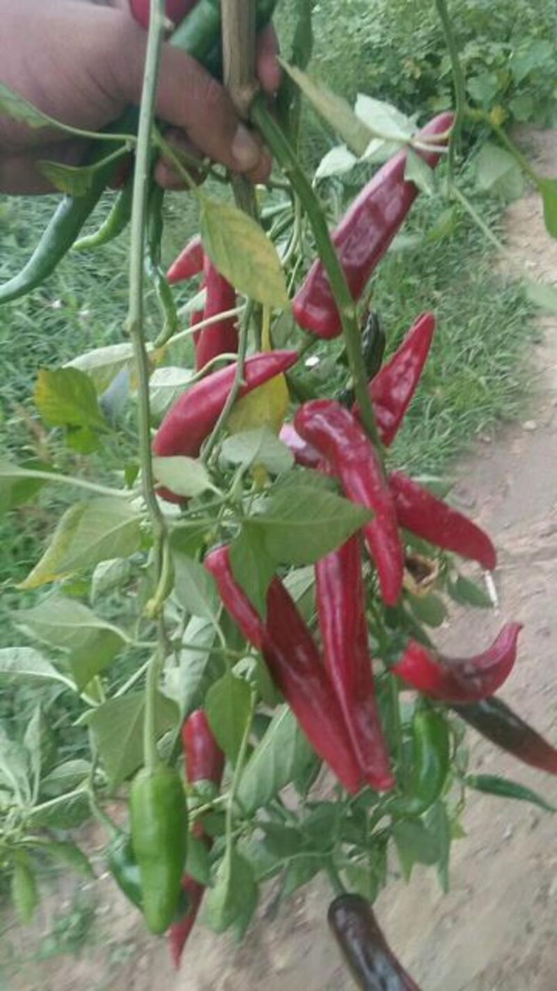 红椒5~10厘米中辣红