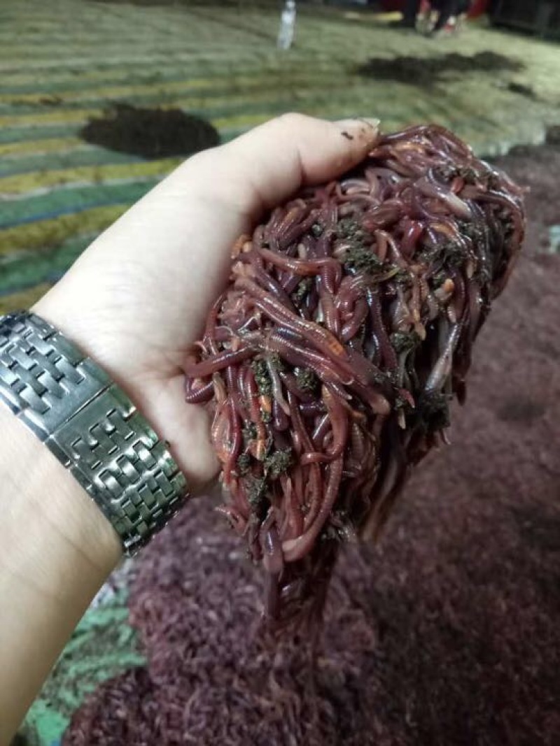 蚯蚓饲料饵料鱼饵活体蚯蚓成品蚯蚓养殖场当天采收