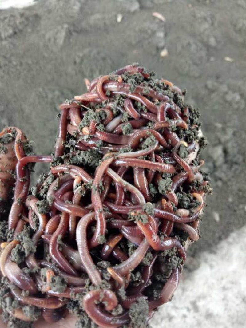 蚯蚓饲料饵料鱼饵活体蚯蚓成品蚯蚓养殖场当天采收