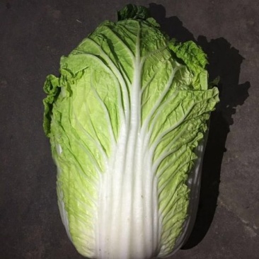 大白菜4~6斤净菜