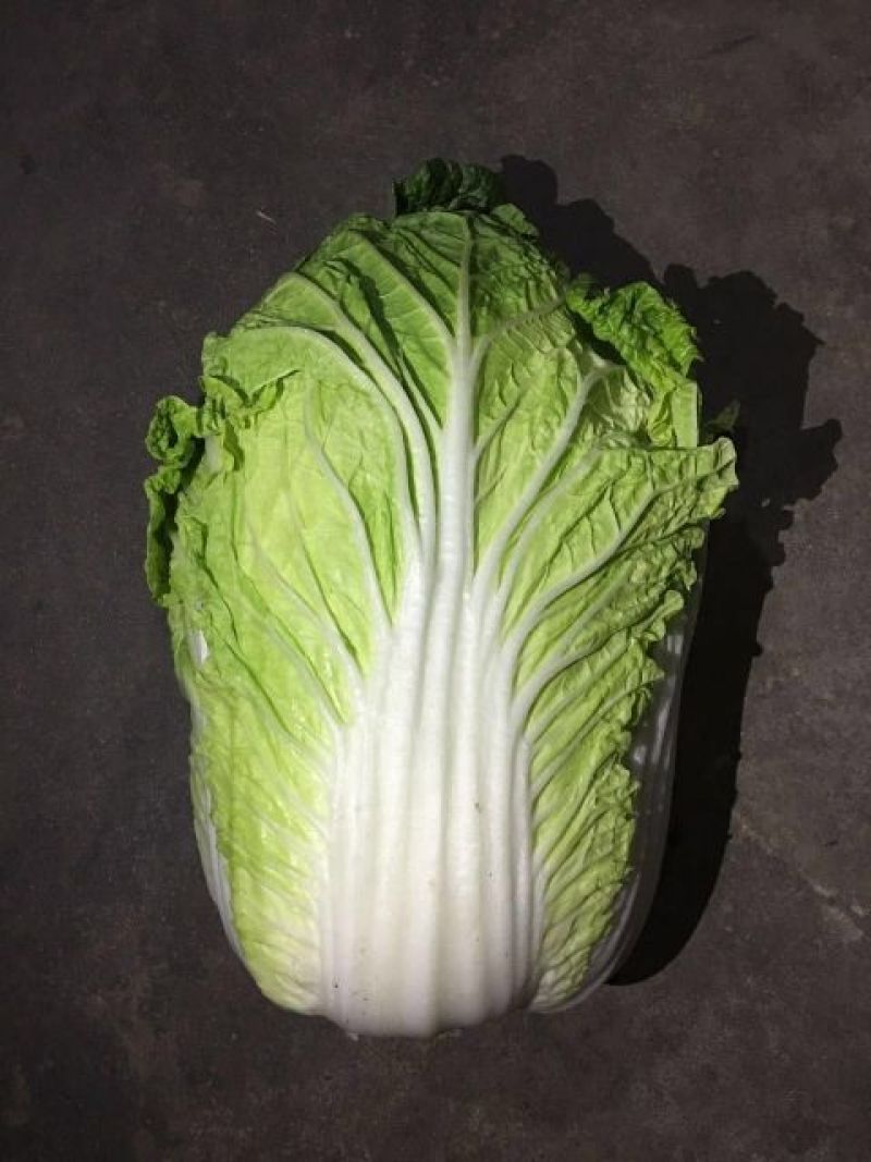 大白菜4~6斤净菜