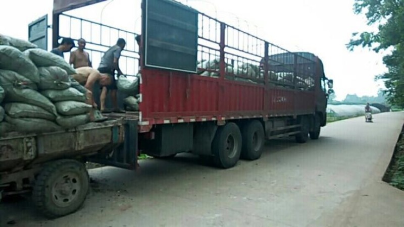 蚯蚓粪营养土蚯蚓土育苗基质花肥纯牛粪蚯蚓肥
