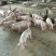 【猪场】优良仔猪小猪山东大型仔猪基地常年销售保成活率