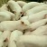 【猪场】优良仔猪小猪山东大型仔猪基地常年销售保成活率