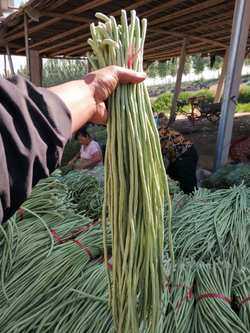 长豆角60厘米以上