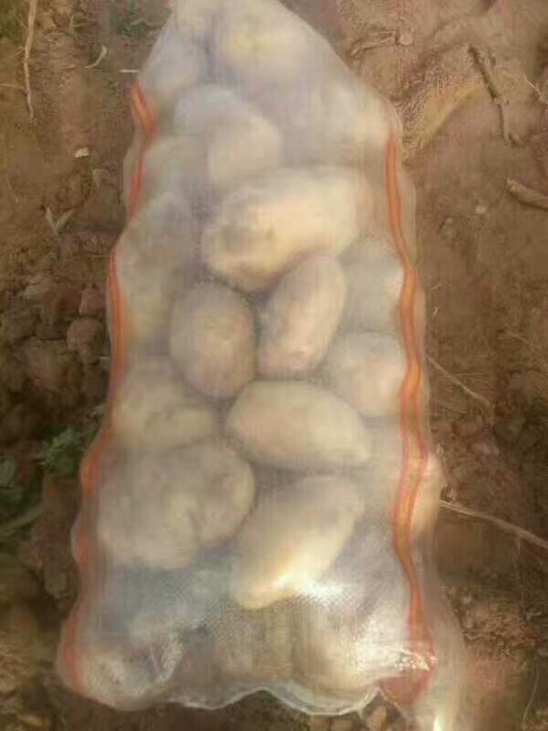 （精品）陕北纯沙地黄心土豆品种多样常年供应基地代发
