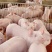 猪场常年出售【内外三元仔猪、长白、大约克、杜洛克、母猪】