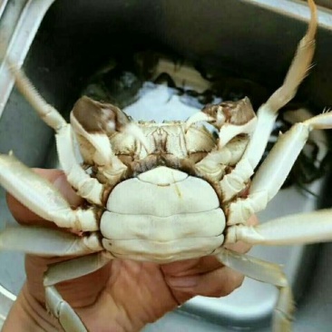 兴化大闸蟹食用2.0-2.2两/只雄